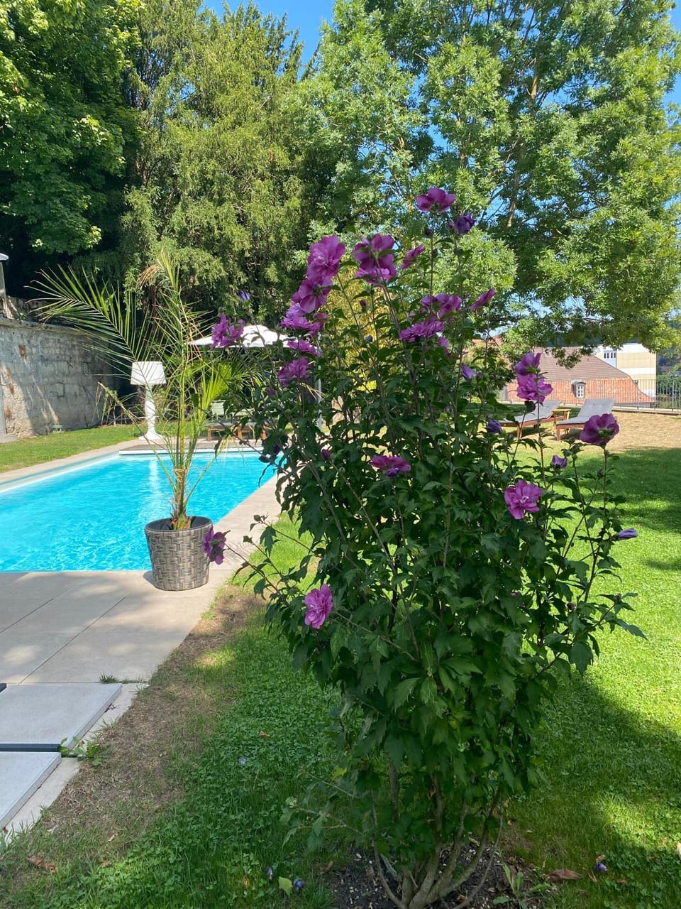 Garden, Swimming pool