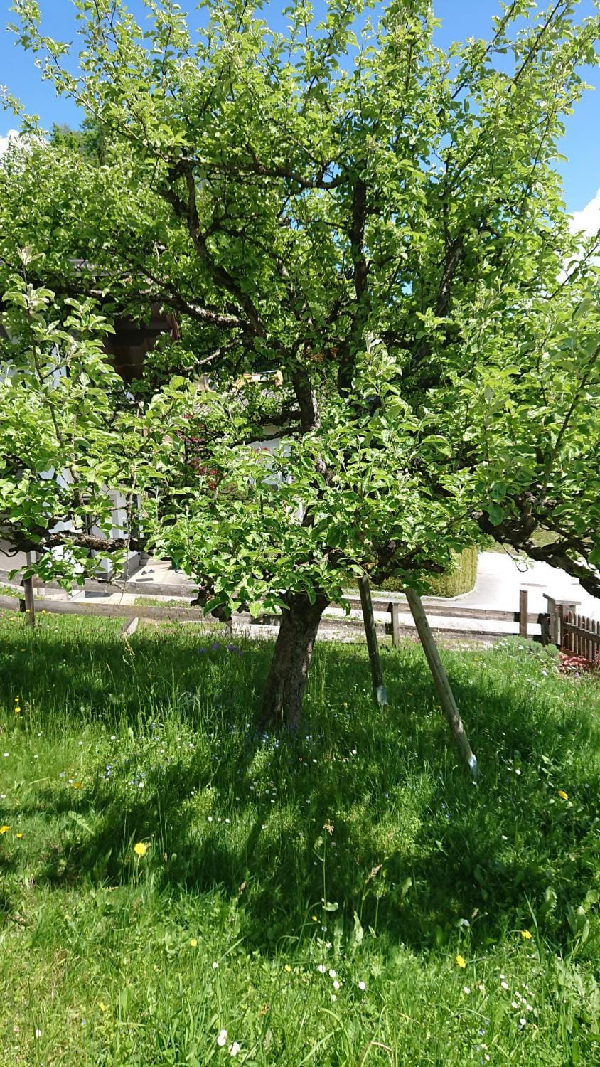 Day, Garden, Garden