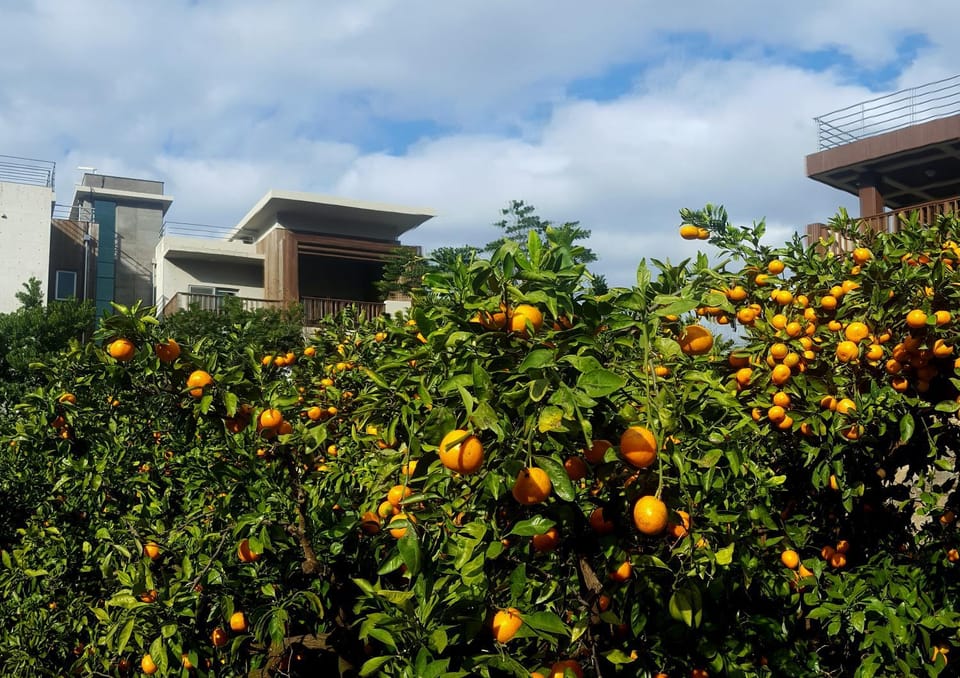 Neighbourhood, Natural landscape, Activities, Activities, Winter, Garden, View (from property/room), Garden view, Entertainment