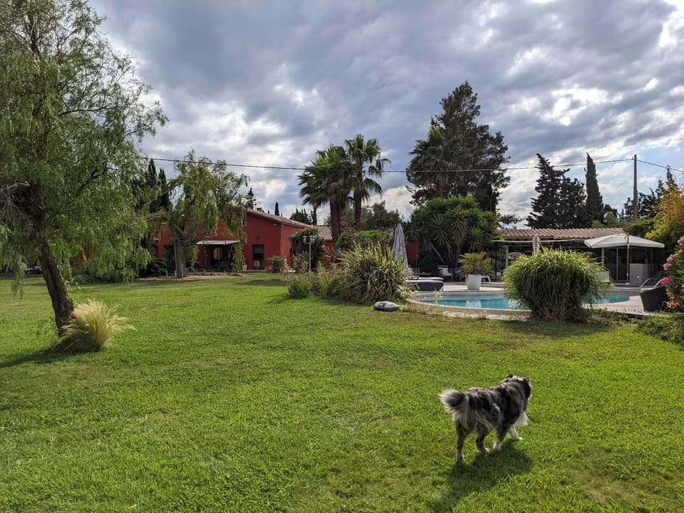 Natural landscape, Pets