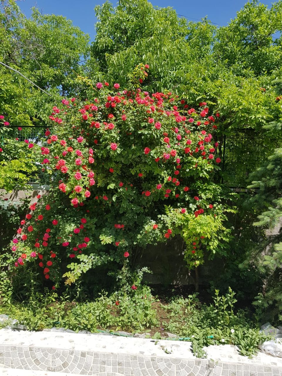 Other, Garden view