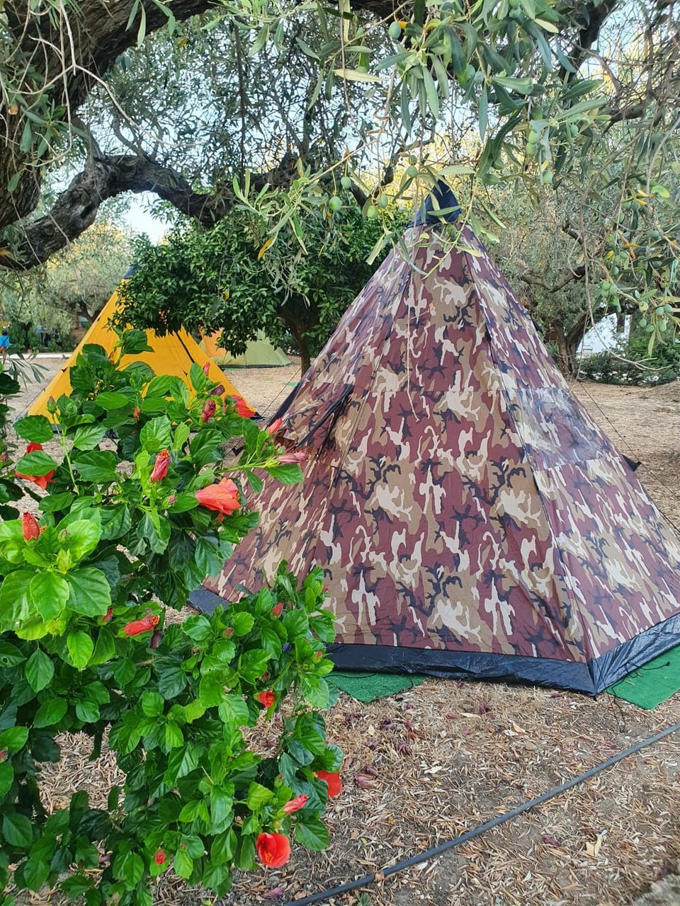 camping a selinunte (Relax fra gli ulivi) Campground/ 
RV Resort in Sicily