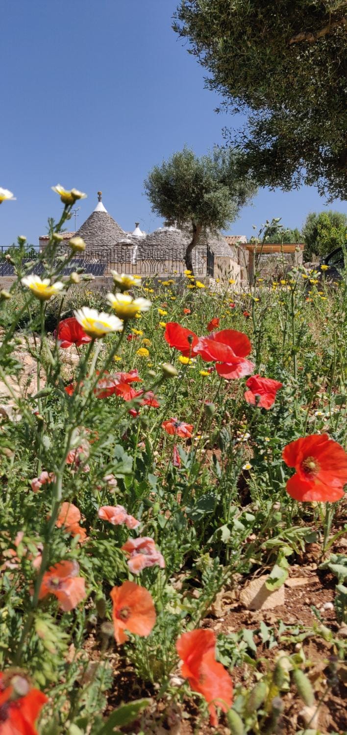 Spring, Garden, Garden view