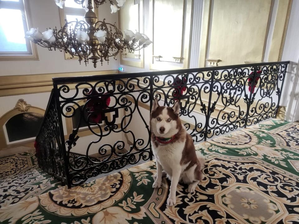 Property building, Animals, Animals, Animals, Pets, Pets, pet friendly, pet friendly