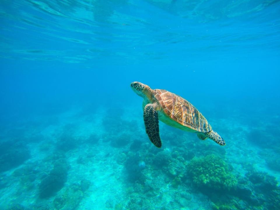 Natural landscape, Activities, Snorkeling, Diving, Animals