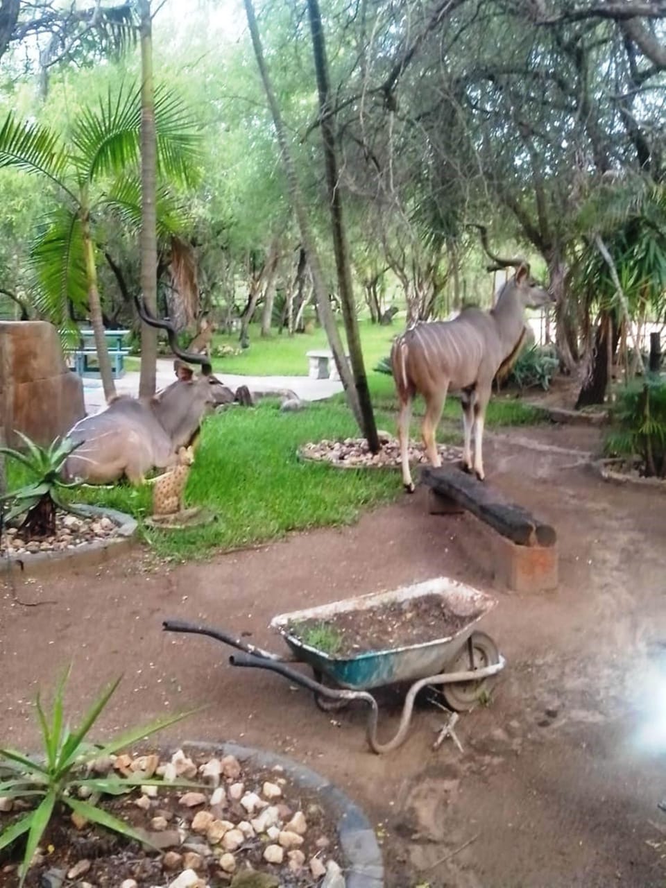 Animals
