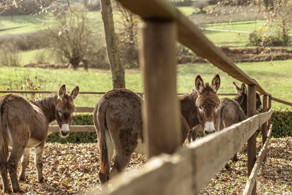 Animals, Pets
