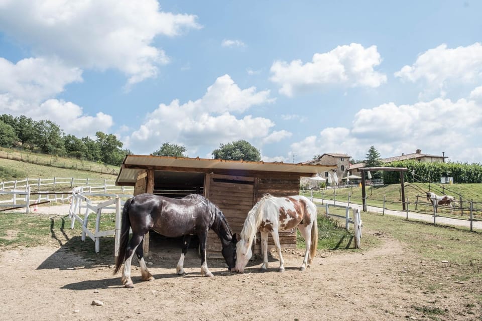 Horse-riding, Animals, Pets