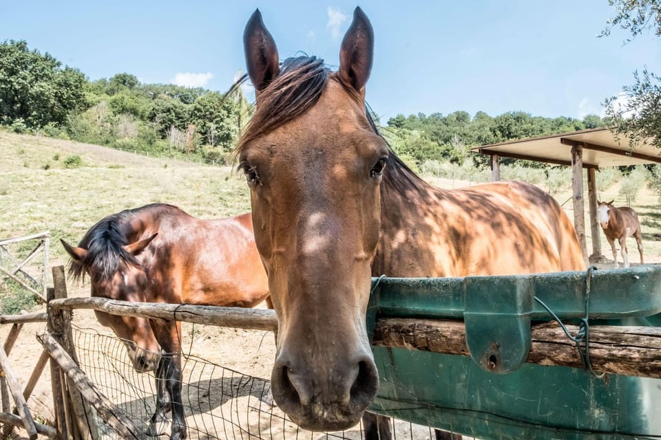 Horse-riding, Animals, Pets, children