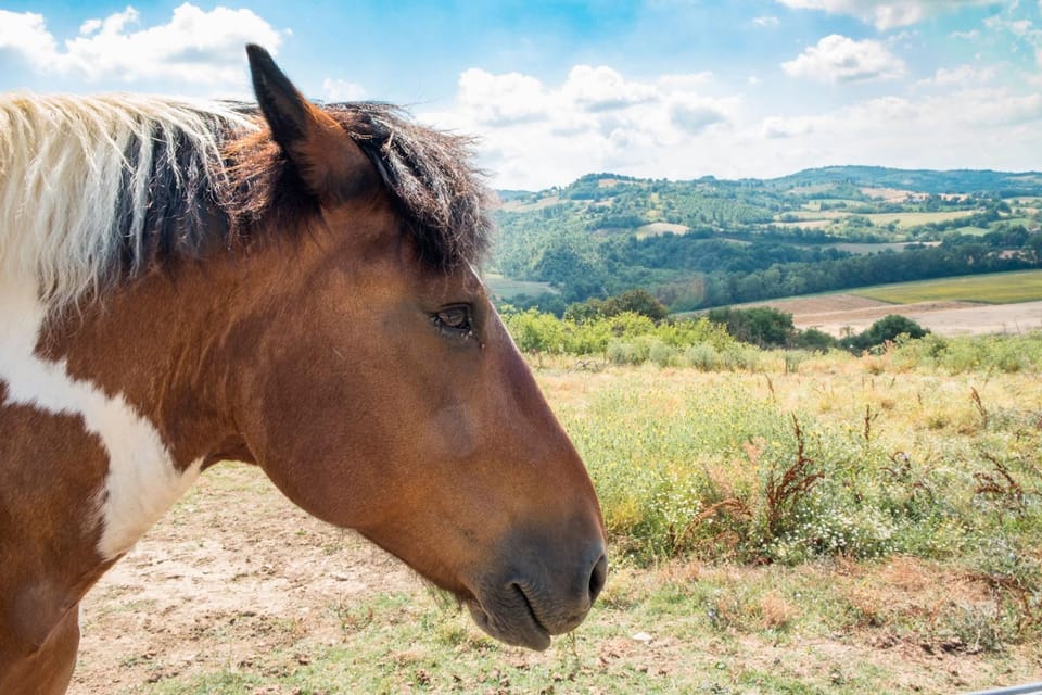 Animals, Pets, children
