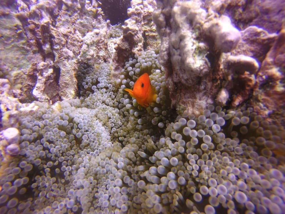 Snorkeling, Diving