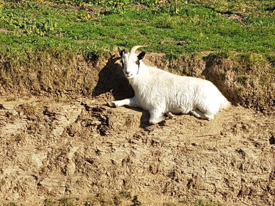 Animals