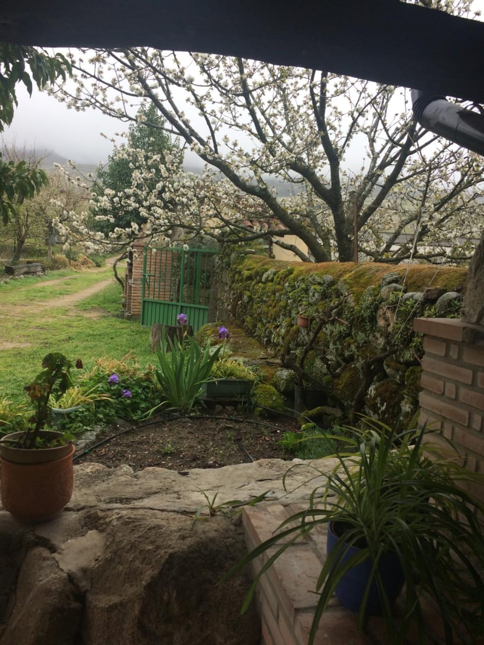 Spring