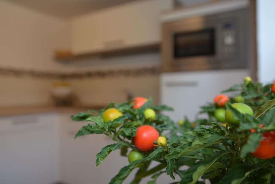 Ferienwohnung Arnold Apartment in Sächsische Schweiz-Osterzgebirge