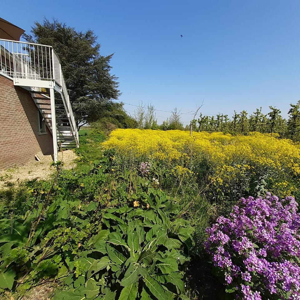 Natural landscape, Garden