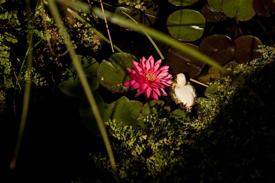 Garden, Decorative detail