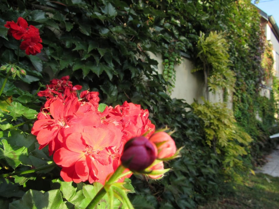 Garden, Decorative detail