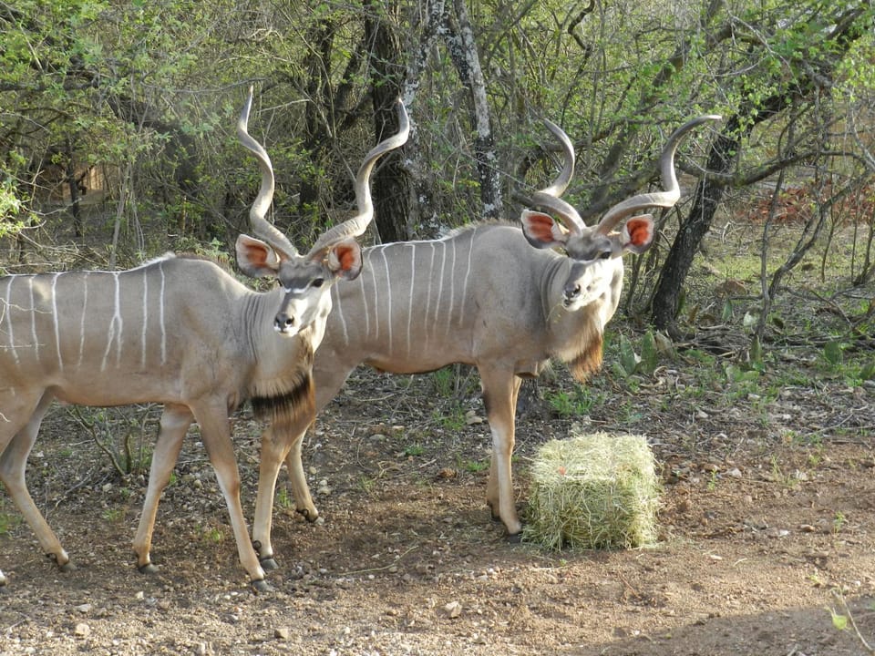 BUFFALO House in South Africa
