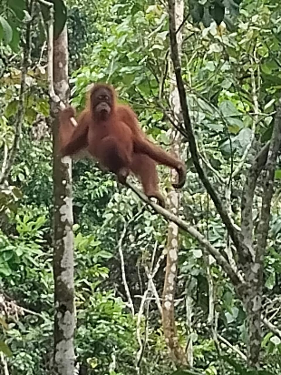 jungle trekking& jungle tour only stay here if you are and you must booking jungle trekking with us & transport Hostel in Indonesia