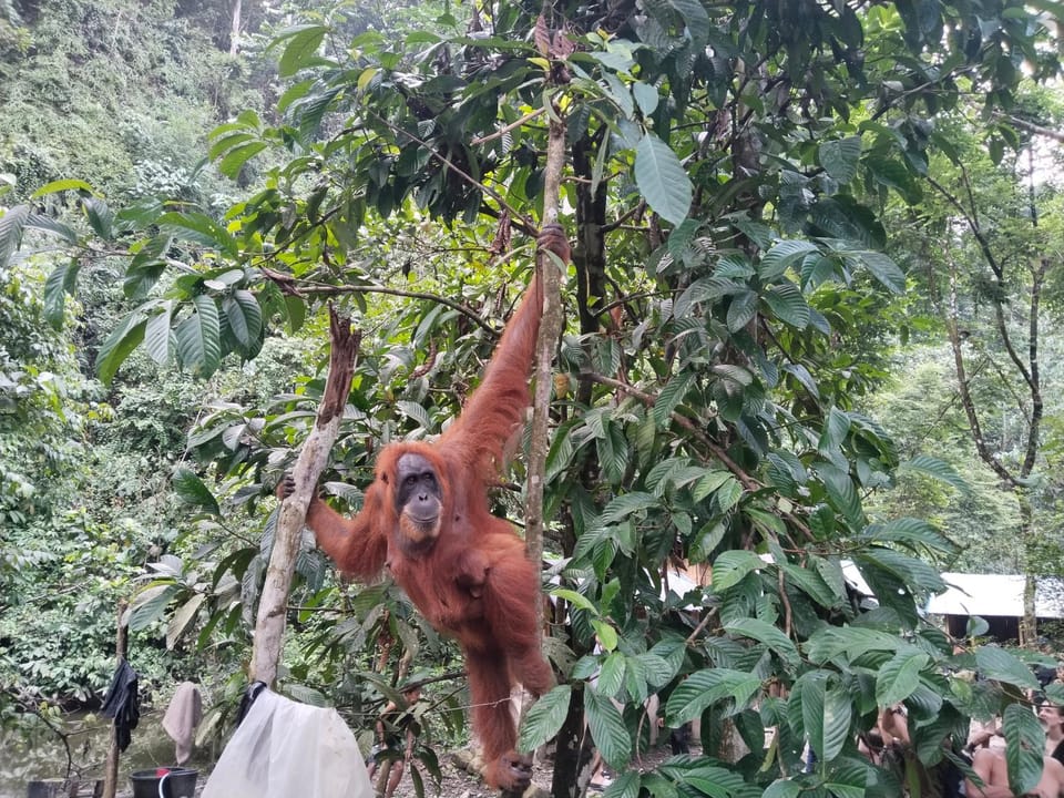 jungle trekking& jungle tour only stay here if you are and you must booking jungle trekking with us & transport Hostel in Indonesia