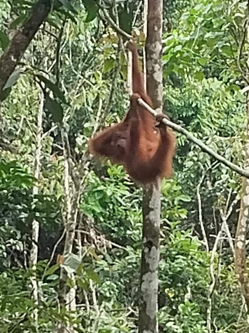 jungle trekking& jungle tour only stay here if you are and you must booking jungle trekking with us & transport Hostel in Indonesia