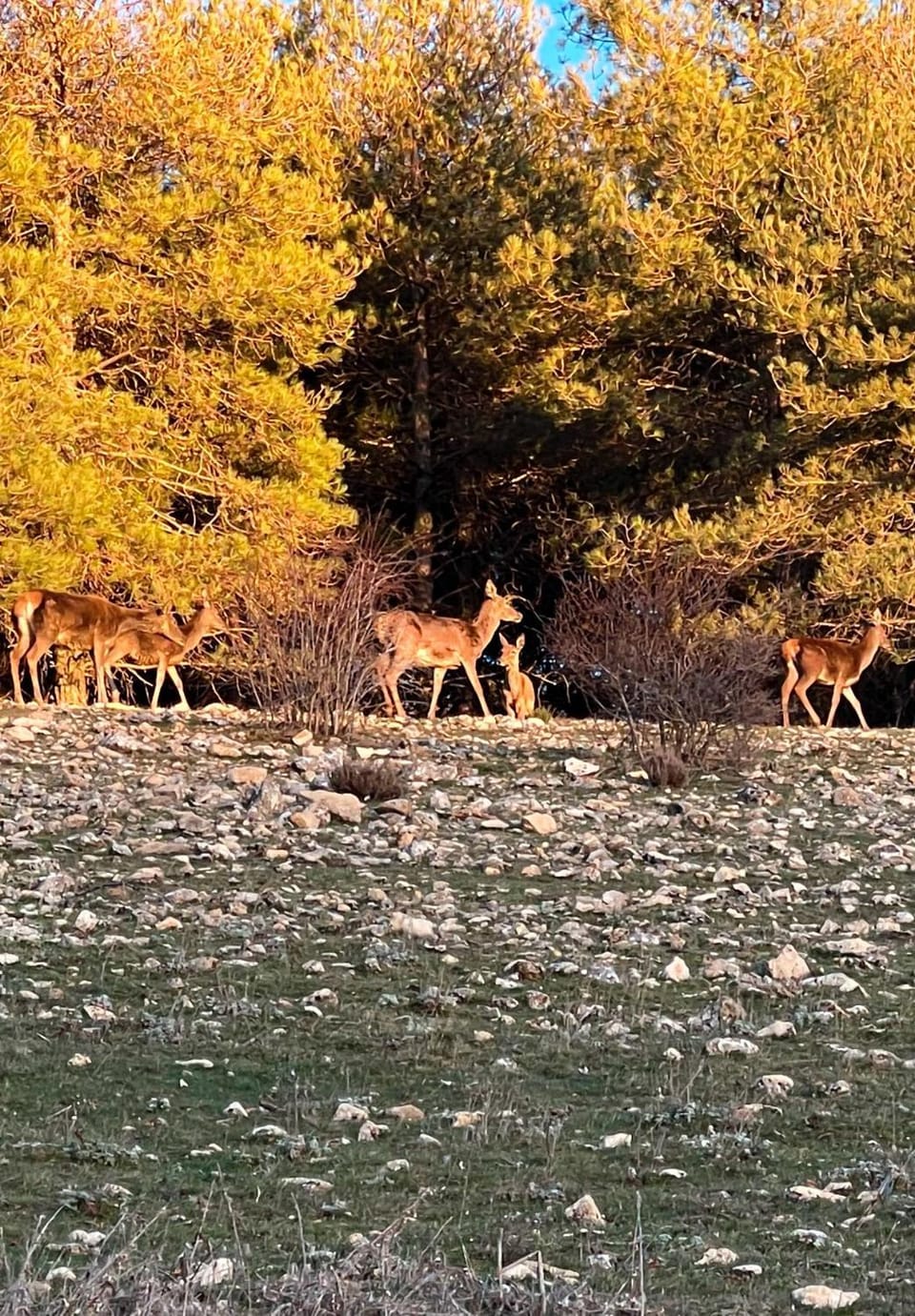 Animals