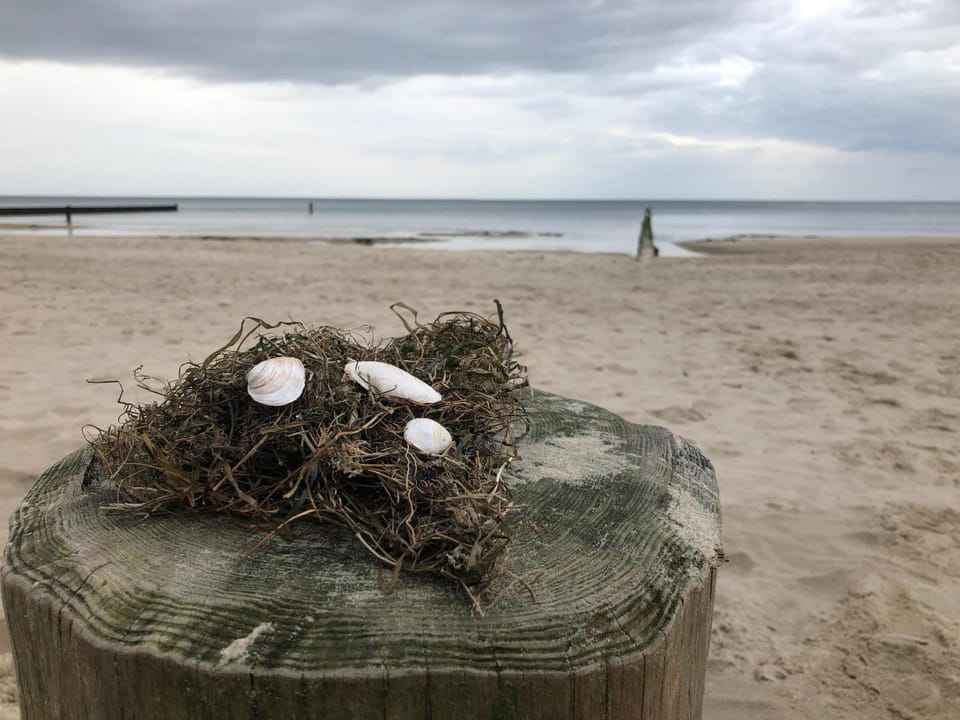 Day, Natural landscape, Beach, Animals, Sea view