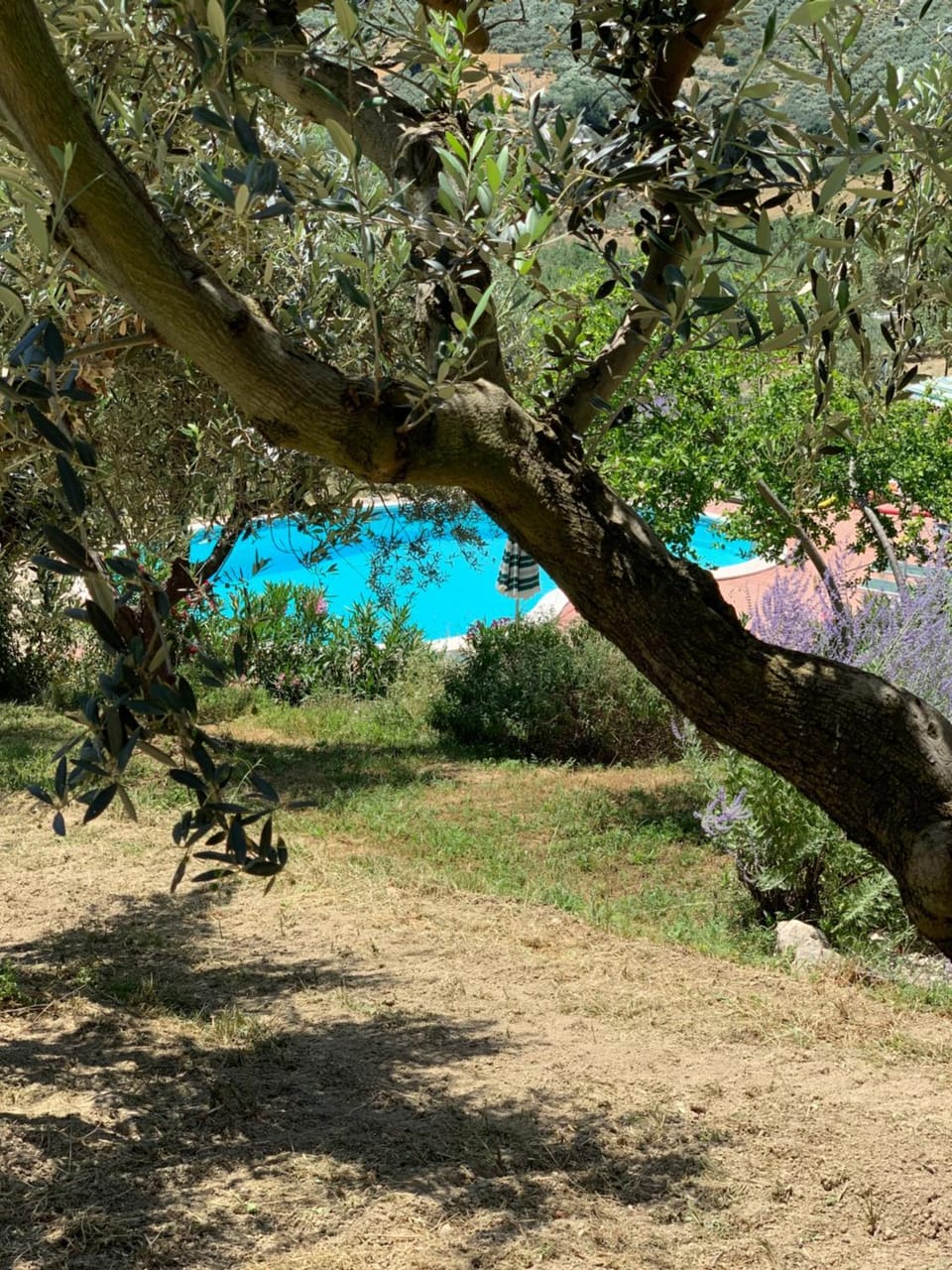 Natural landscape, Garden, Garden view, Pool view, Swimming pool