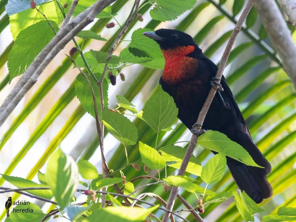 Surucua Reserva & Ecolodge Nature lodge in Misiones Province, Argentina