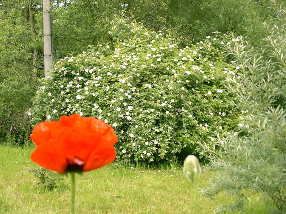 Garden, Garden view
