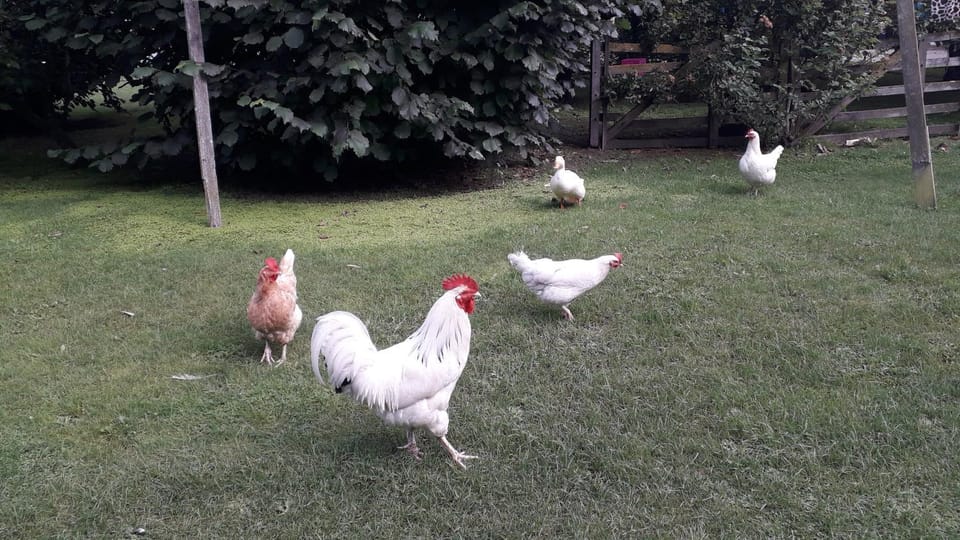 Animals