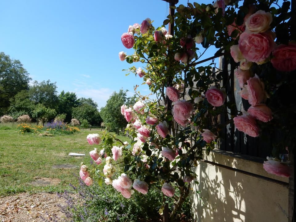 Patio, Garden, Garden, Garden view, Garden view