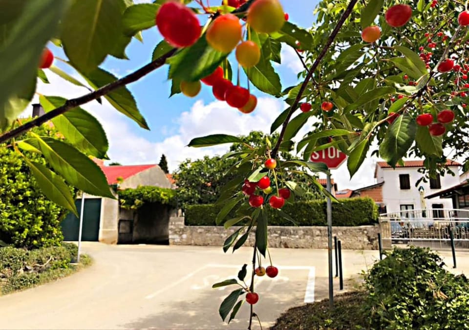 Patio, Garden