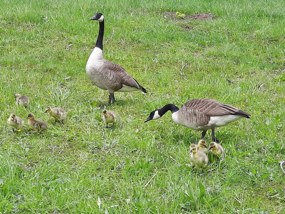 Animals