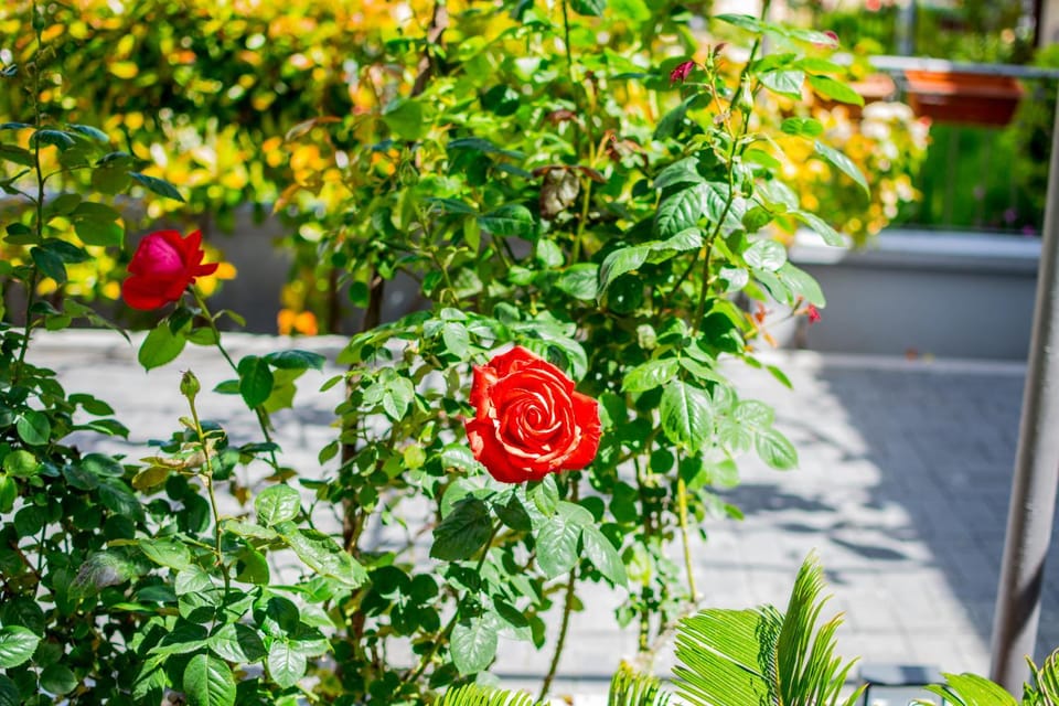 Garden view