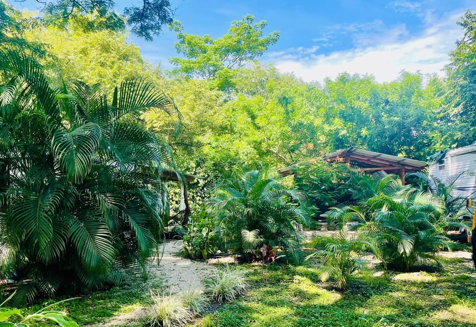 Natural landscape, Garden, Garden view