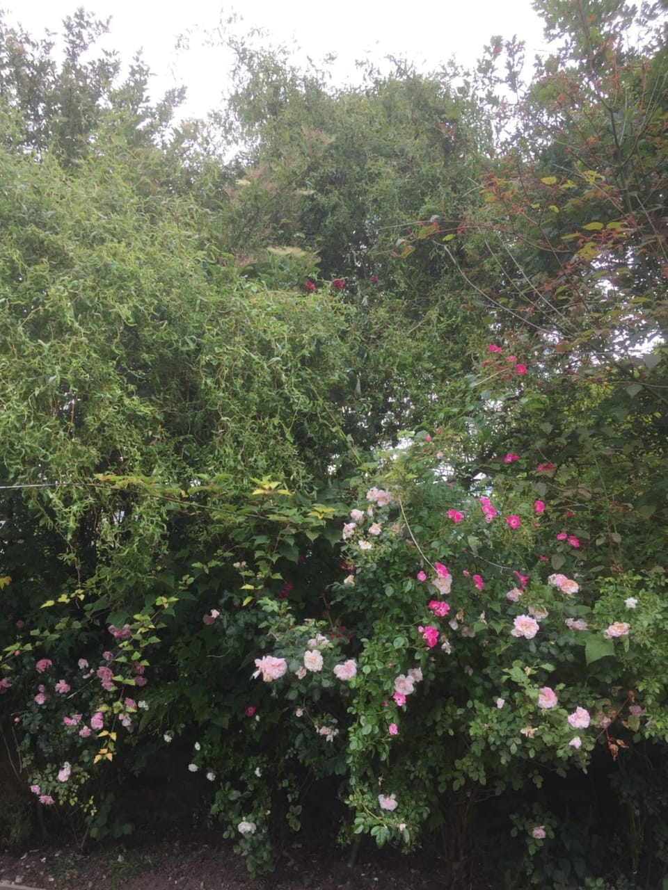 Summer, Garden