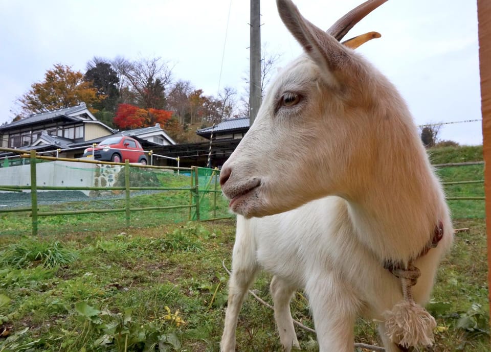 Animals, Pets