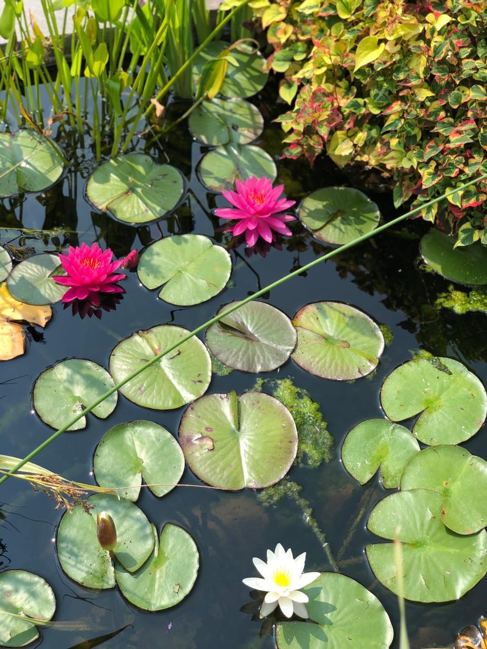 Spring, Garden, Garden view