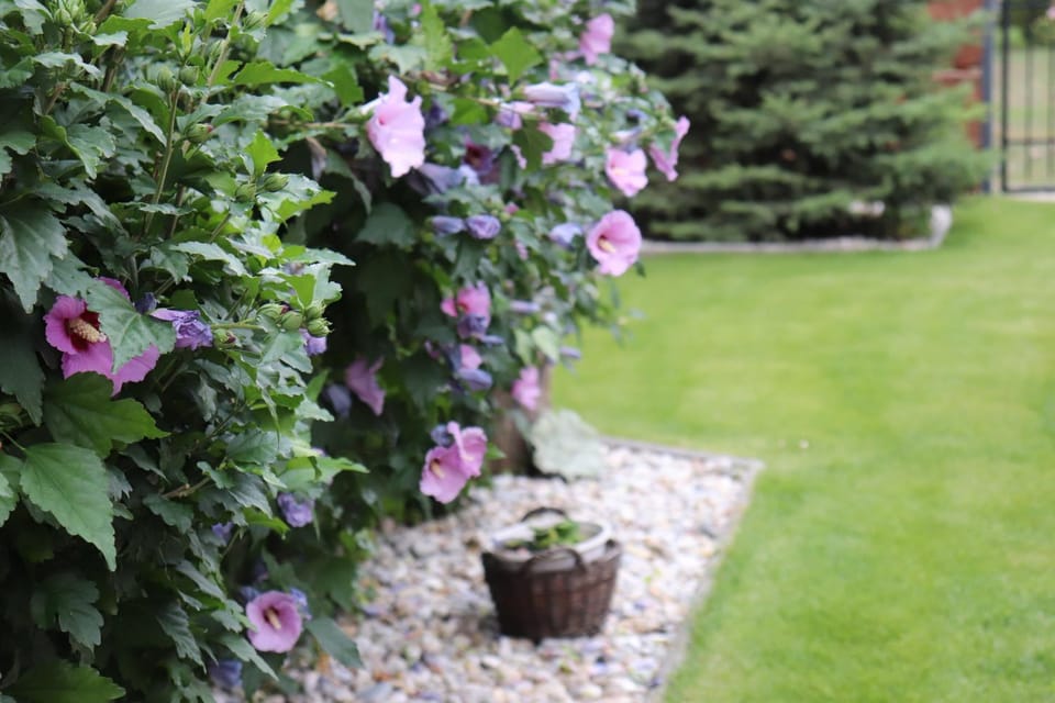 Garden, Garden view