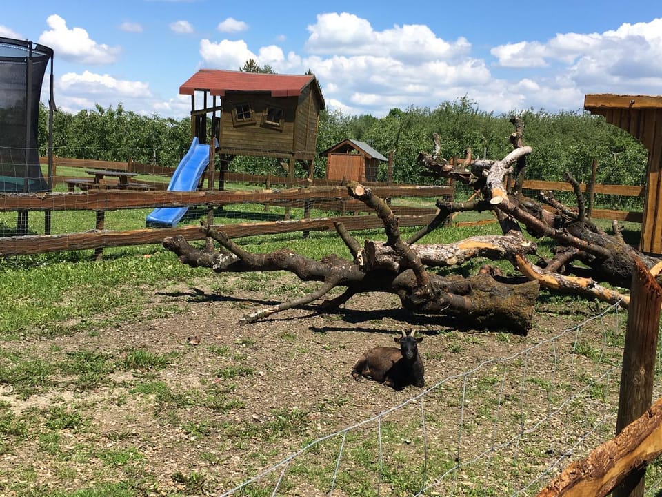 Children play ground, Garden, Animals