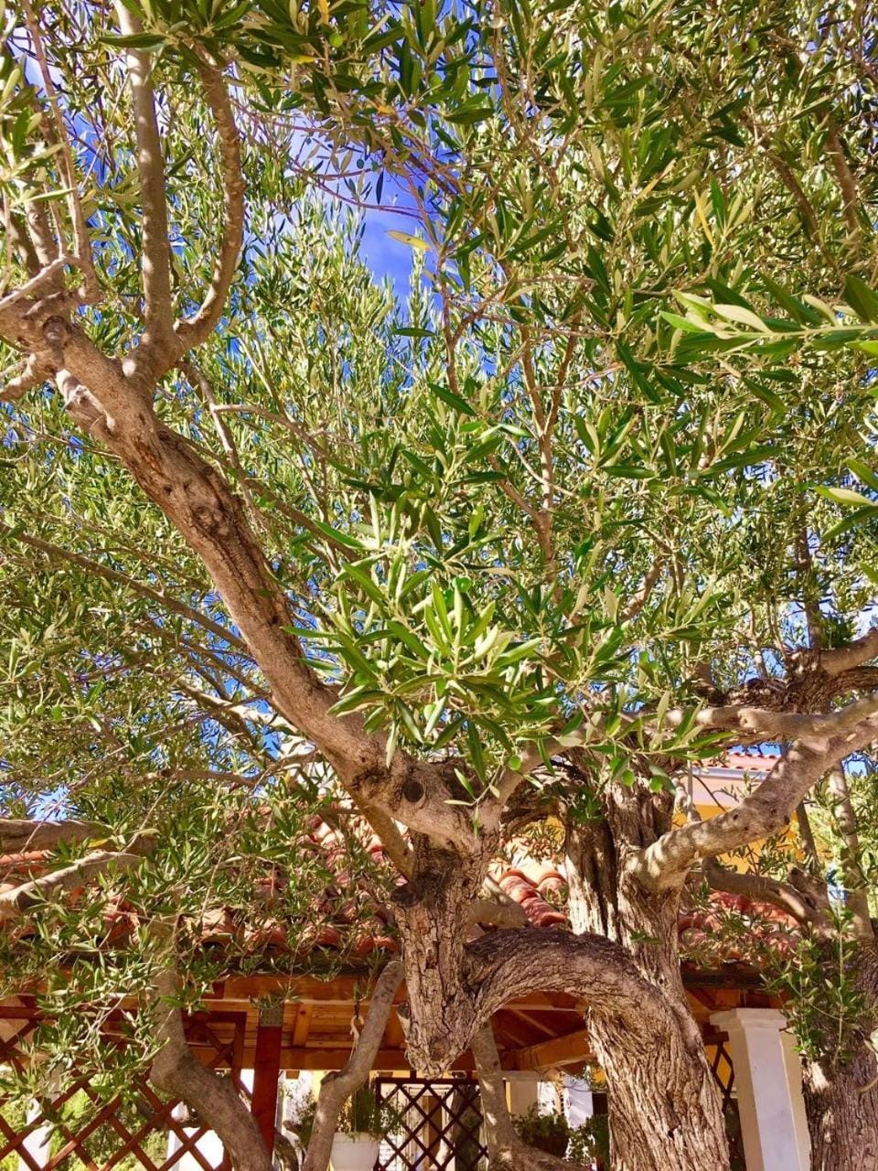 Patio, Garden, Garden view