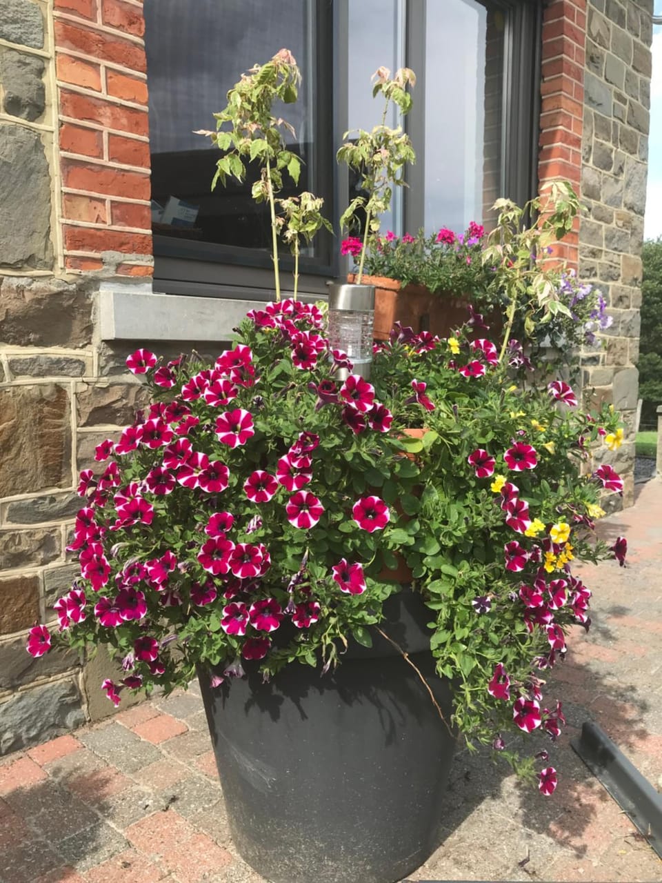 Ferme de la Petite Fagne Bed and Breakfast in Wallonia, Belgium