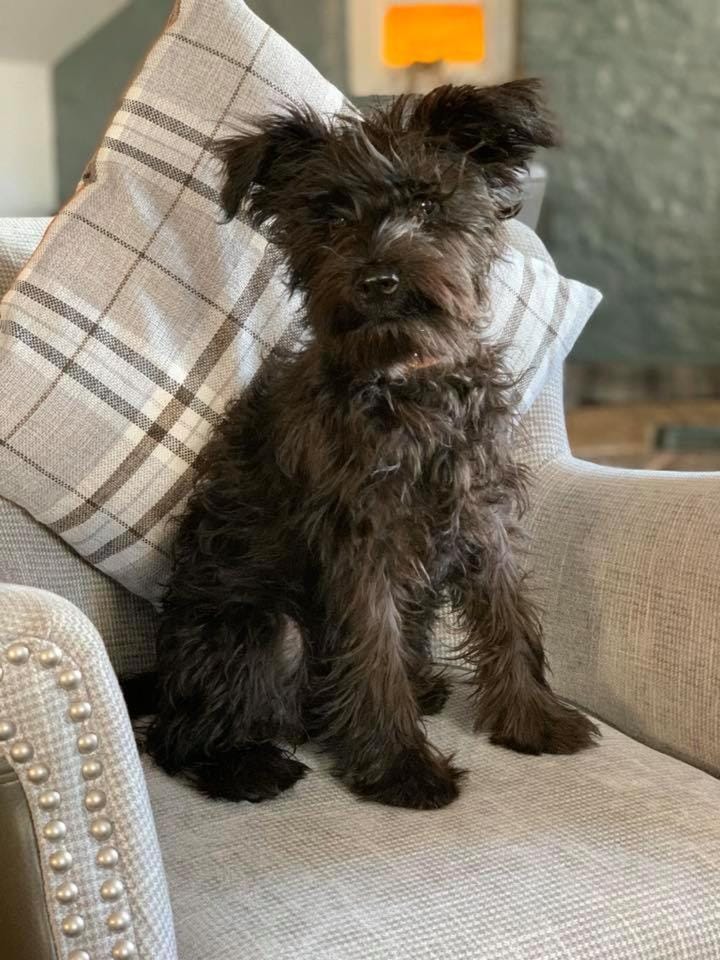Pets, pet friendly, pet friendly