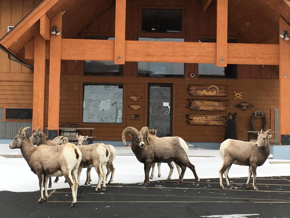 Yellowstone Village Inn and Suites Hotel in Gardiner