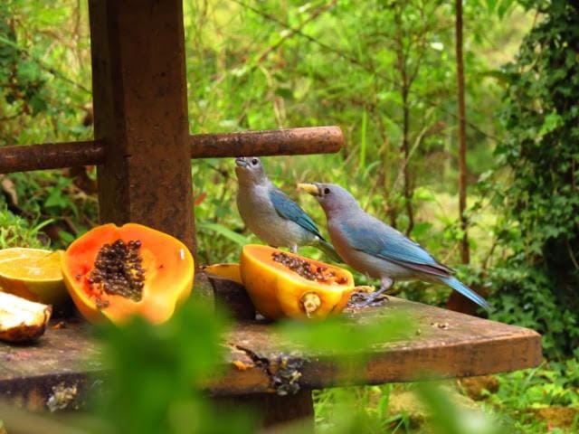 Natural landscape, Garden view, Garden view