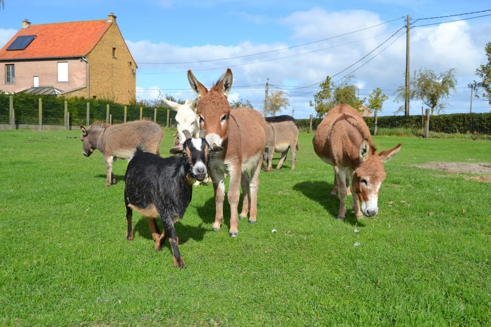 Animals