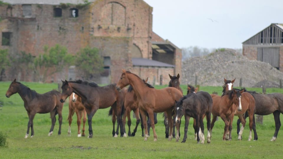 Animals