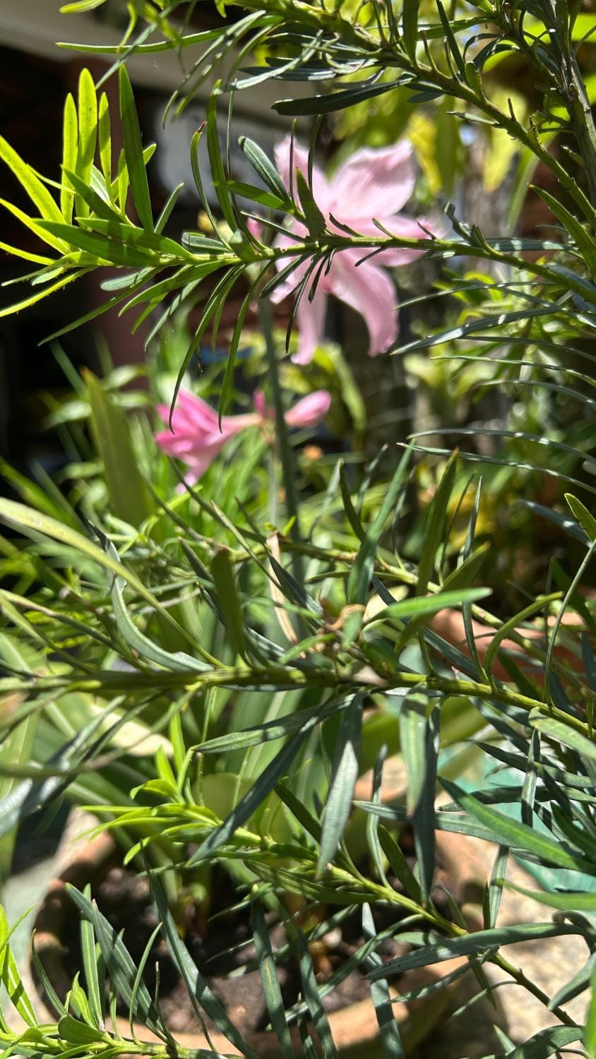 Day, Garden, Garden view