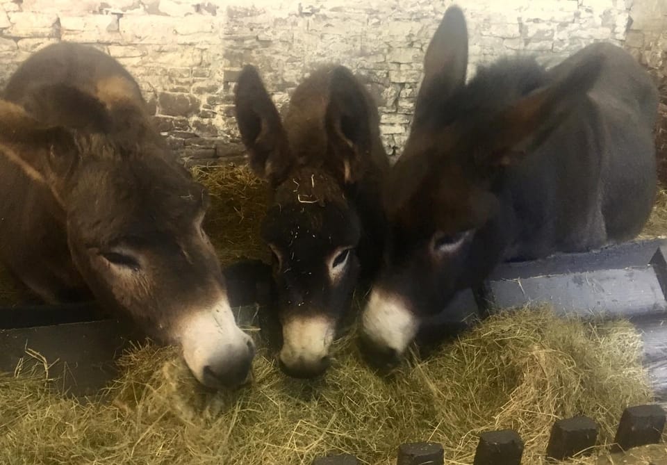 Puffin Cottage Bed and Breakfast in Scotland